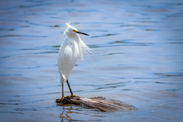 Snowy Egret (Egretta thula) wading near a lake shore