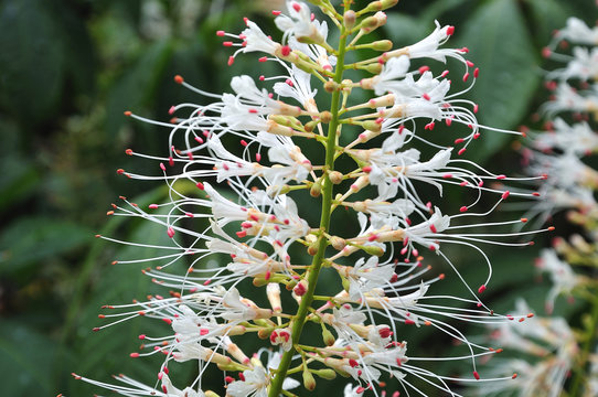 flower of a dwarf horse chestnut shrub