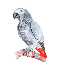 Obraz premium The parrot Jaco grey sits on a branch isolatedon a white background. Red-tailed Jaco. Watercolor. Illustration. Template. Handmade. Close-up. Clip art.