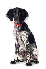 Großer Münsterländer mit Halsband isoliert auf weißem Hintergrund