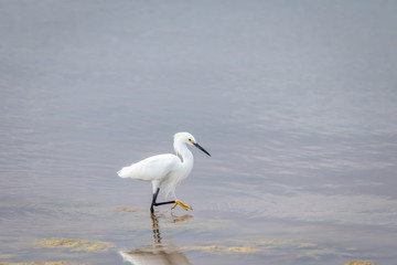 Snowy Egret (Egretta thula) wading near a lake shore