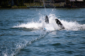 Obraz premium Water skier 