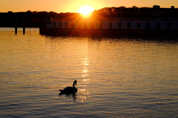 Naklejka na ściany i meble White swan on a lake at sunset