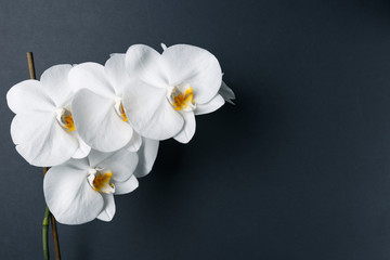 Fototapeta na wymiar Orchid flowers on dark background. Top view