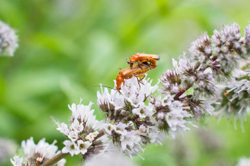Baraszkujące owady © Kasia R.