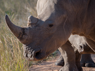 Rhino group in Kruger National Park, South Africa