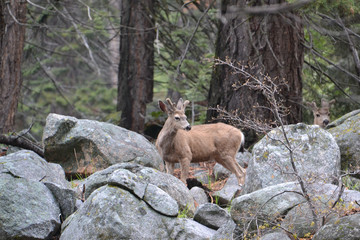 Oh, Deer!