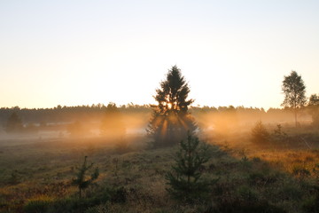Sonnenaufgang im Morgennebel in der Lüneburger Heide