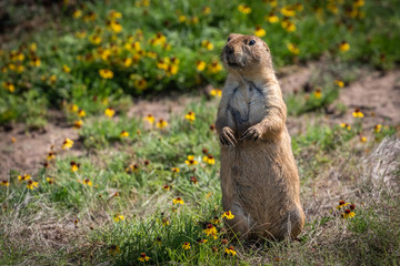 Prairie Dog in the Wichita Mountains National Wildlife Refuge of Oklahoma © Richard