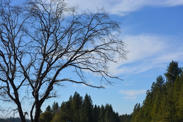 Pollock Pines
