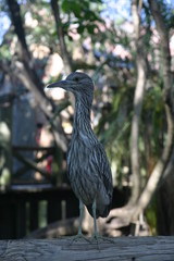 Gray cute bire in tropical forest