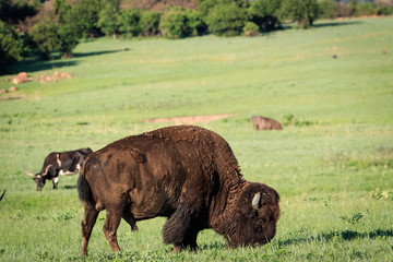 Longhorns and Buffalo grazing in the Wichita Mountains of Oklahoma