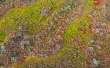 Bog.Top view on colorful  swamp like a pattern