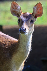 Deer