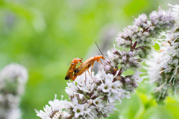 Baraszkujące owady © Kasia R.