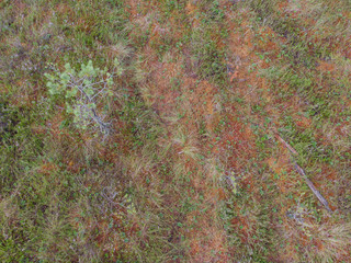 Bog.Top view on colorful  swamp like a pattern