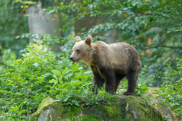 European brown bear in the Carpathian mountains