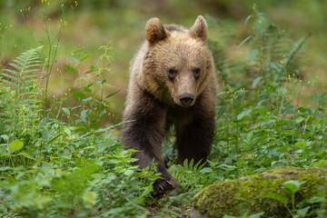 Naklejka na ściany i meble European brown bear in the Carpathian mountains