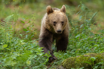 Fototapeta premium European brown bear in the Carpathian mountains