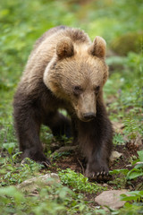Naklejka na ściany i meble European brown bear in the Carpathian mountains