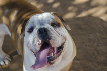Bulldog Chucky