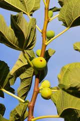 Sweet Figs