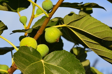 Sweet Figs