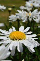 Daisies