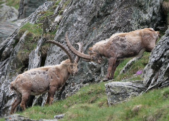 Zwei Steinböcke stoßen ihre Hörner zusammen auf einer Bergwiese im Frühling in den Alpen