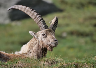 Steinbock Portrait aus der Froschperspektive in den Alpen im Frühling