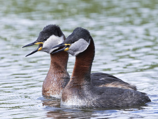 Red-necked grebe (Podiceps grisegena)