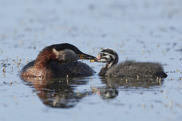 Red-necked grebe (Podiceps grisegena)