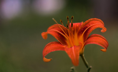Obraz premium Orange lily flower after rain in macro. Photo taken in garden