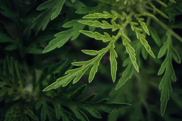 Leaves deep green background.