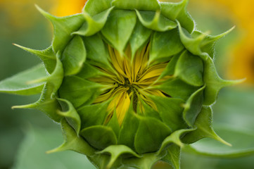 Close up of sunflower on the sunflower field.