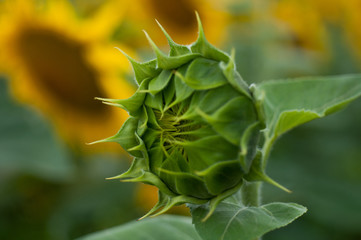 Close up of sunflower on the sunflower field.