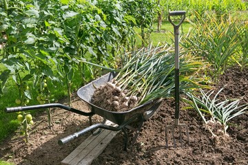 Fototapeta premium Freshly engraved garlic