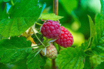 Ripe raspberries