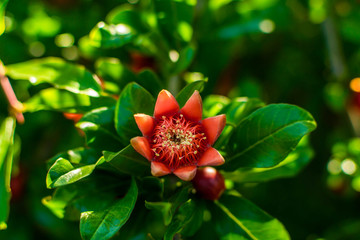 Obraz premium Flowering of pomegranate