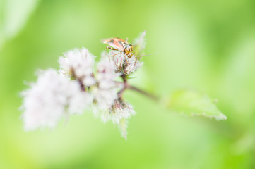 Błyszczek elegancik © Kasia R.
