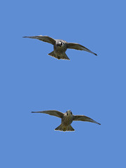 Peregrine falcon in its natural habitat in Denmark