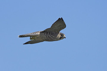 Peregrine falcon in its natural habitat in Denmark