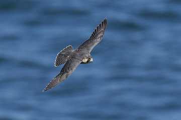 Peregrine falcon in its natural habitat in Denmark
