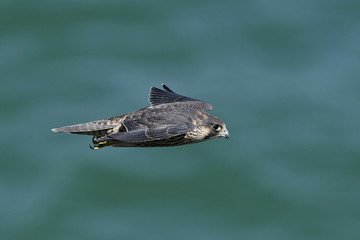Peregrine falcon in its natural habitat in Denmark