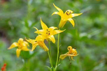 Lilium parryi, Lemon Lily is a rare species of lily found growing wild alongside a mountain trail