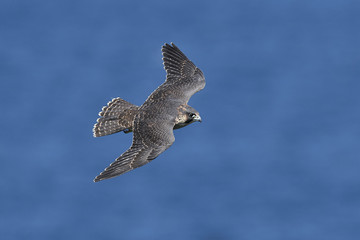 Peregrine falcon in its natural habitat in Denmark