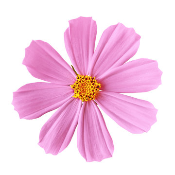 flower pink yellow cosmos (mexican aster), isolated on a white  background. Close-up. Element of design.