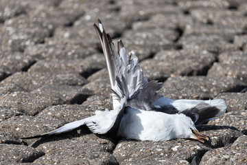Obraz premium dead seagull, killed by the blades of a wind turbine