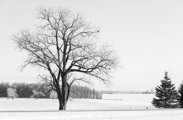 winter skeleton tree with birds