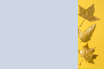Golden maple leaves on two-color background